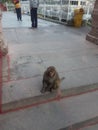 Waiting monkey at Temple  Kainchi dham  India Royalty Free Stock Photo