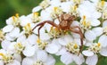 Crab spider sp Royalty Free Stock Photo