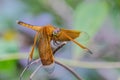 Waiting for prey, Yellow Dragonfly On A Branch