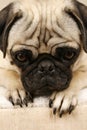 Waiting Pug