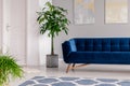 Waiting room interior in a luxurious clinic furnished with a velvet dark blue sofa, a rug and green plants. Real photo. Royalty Free Stock Photo