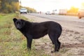 Waiting Sad Lonely Stray Dog on the road, highway Royalty Free Stock Photo