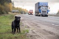 Waiting Lonely Stray Dog on the road, highway with cars Royalty Free Stock Photo