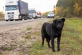 Waiting Sad Lonely Stray Dog on the road, highway Royalty Free Stock Photo