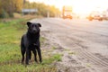 Waiting Sad Lonely Stray Dog on the road, highway Royalty Free Stock Photo