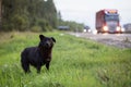 Waiting Sad Lonely Stray Dog on the road Royalty Free Stock Photo