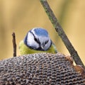 Blue tit an its sunflower