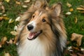 Waiting Sheltie Royalty Free Stock Photo