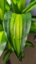 Close-up of the trunk leaf of Brazil Royalty Free Stock Photo