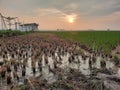 waiting for the sun to set in the middle of the rice fields Royalty Free Stock Photo