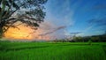 waiting for the sunset in the middle of a green expanse of rice fields Royalty Free Stock Photo