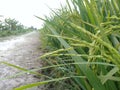 Waiting for the time to harvest rice