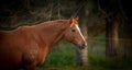 Waiting to foal