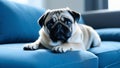The waiting touching look of a pug dog lying on a blue sofa close-up. The pet is alone at home, sad and waiting for its owner Royalty Free Stock Photo