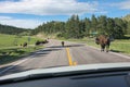 Waiting for wild bisons roaming on a highway in Custer State Park, Custer, South Dakota Royalty Free Stock Photo