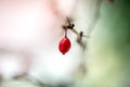 Macro shot of bright red barberry on naked branch with thorns Royalty Free Stock Photo