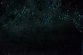 Waitomo Glowworm Caves, Waikato, New Zealand. Royalty Free Stock Photo