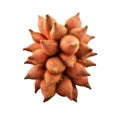 Waive, Salak or Sala Fruit of Thailand isolated on white background Royalty Free Stock Photo