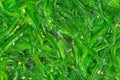 Wakame seaweed .Food background Royalty Free Stock Photo