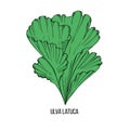 Wakame ulva alaria sketch in hand drawn style. Vector drawing. Natural organic nutrition. Royalty Free Stock Photo