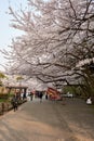 Wakayama castle park during cherry-blossom Sakura season in Wakayama, Japan Royalty Free Stock Photo