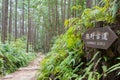 Between Fushiogami-oji and Kumano Hongu Taisha on Kumano Kodo Nakahechi Route in Tanabe,