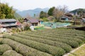 Tea plantation at Between Mizunomi-oji and Fushiogami-oji on Kumano Kodo Nakahechi Route in Royalty Free Stock Photo