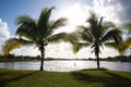 Wake Boarder Waterskis Palm Trees Royalty Free Stock Photo