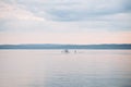 Wake-boarding on evening light Royalty Free Stock Photo