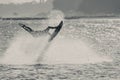 WAKEBOARDING AT THE SEA JUMPING HIGH DOING A BACKFLIP IN BLACK AND WHITE Royalty Free Stock Photo