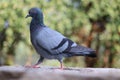 Waking on rock side view pigeon with spring background