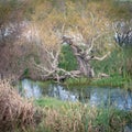 Wakkerstroom Wetland Royalty Free Stock Photo