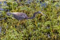 Wakodahatchee Wetlands in Delray Beach