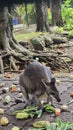 Walabi Kangaroo eating some fruit and vegetable Royalty Free Stock Photo