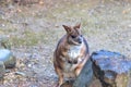 Walaby in rocky area Royalty Free Stock Photo