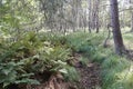 Birken im Otternhagener Moor. Royalty Free Stock Photo