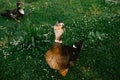 Wald mallard duck looking at camera on green grass background