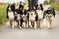 handler with many dogs on a leash. A lot of boerder collies Royalty Free Stock Photo
