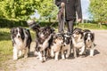 Owner with many dogs on a leash. A lot of boerder collies Royalty Free Stock Photo