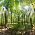Wald panorama, digital illustration painting, nature, landscapes