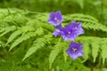 Campanula patula. Spreading bellflower. Violet flower. Bluebell Royalty Free Stock Photo