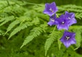 Peach Leaved Bellflower Flower auf dichten Farn hintergrund Royalty Free Stock Photo