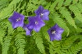 Wald peachleaf bellflower blau lila Blumen auf dichten Farn hintergrund Royalty Free Stock Photo