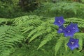 Young bright leaves and flowers of purple bell and fern on the forest floor Royalty Free Stock Photo