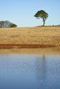 Waldegrave Pool with Lone Pine Royalty Free Stock Photo