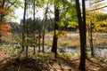 Walden Pond forest Royalty Free Stock Photo