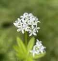 Waldmeister, Galium, odoratum