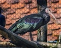 Waldrapp ibis 5 Royalty Free Stock Photo