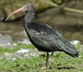 Waldrapp ibis 1 Royalty Free Stock Photo