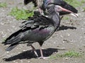 Waldrapp ibis 2 Royalty Free Stock Photo